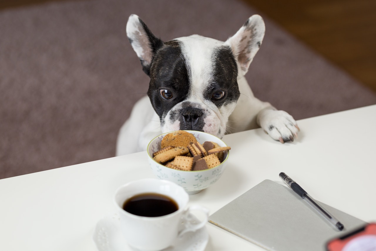 Healthy Pet Foods For Owners On A Budget